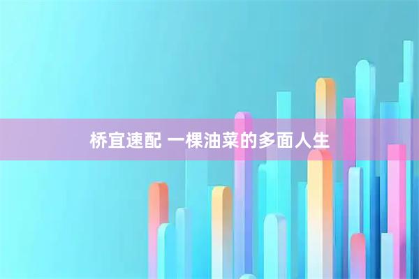 桥宜速配 一棵油菜的多面人生